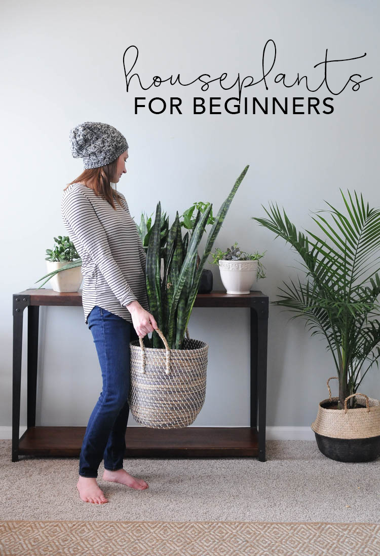 Houseplants for Beginners