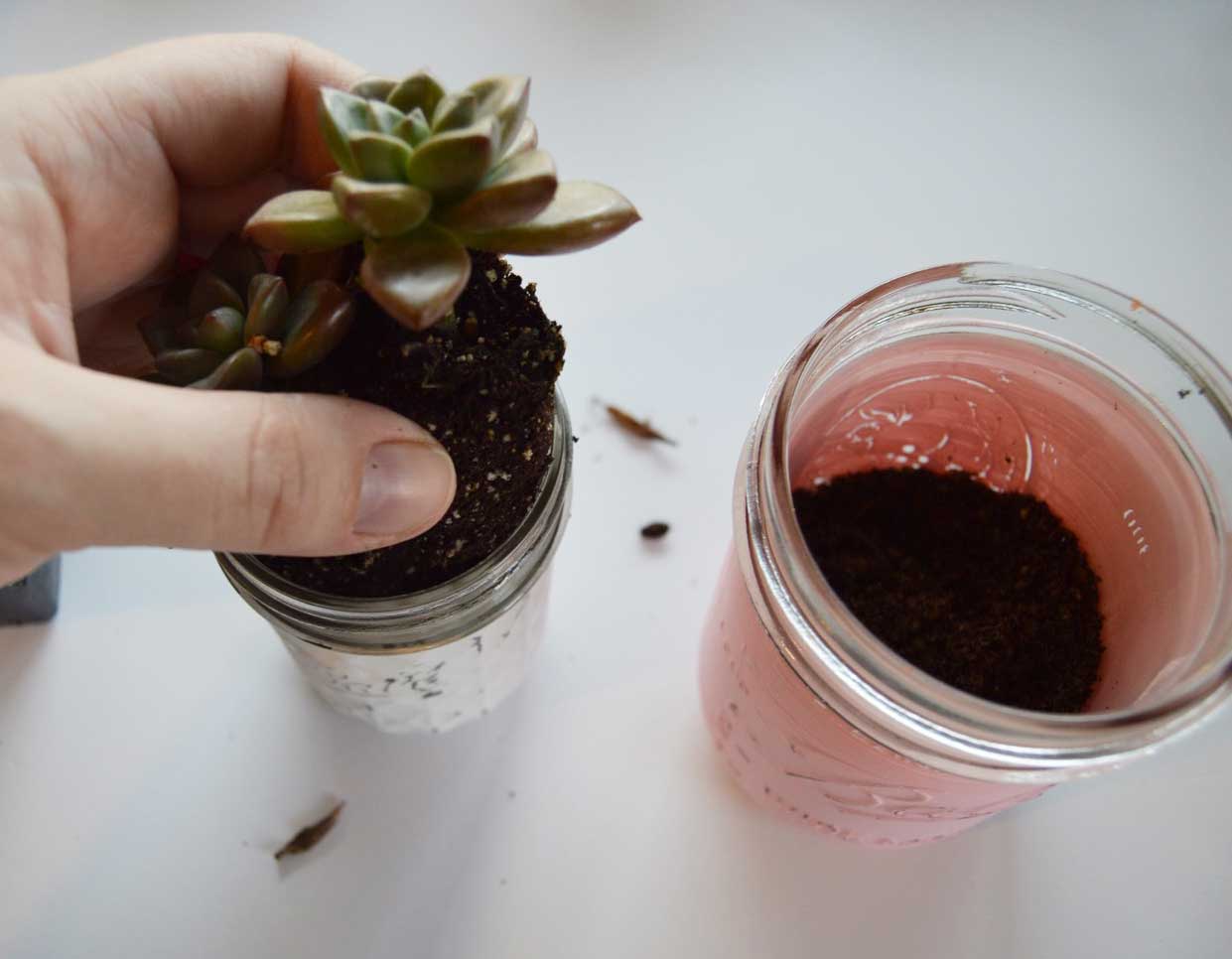 Chalkpaint Mason Jar Succulents with free printable gift tags